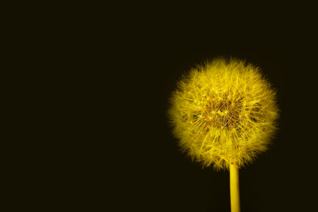 Dandelion flower on dark color backgroundの写真素材