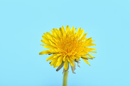 Dandelion flower on blue backgroundの写真素材