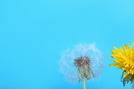 Dandelion flowers on blue backgroundの写真素材