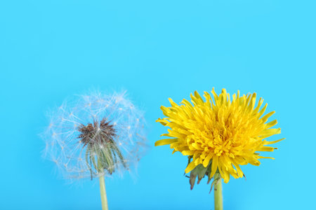 Dandelion flowers on blue backgroundの写真素材