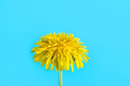Dandelion flower on blue backgroundの写真素材