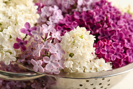 Colander with Beautiful fragrant lilac flowers, closeupの写真素材