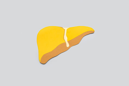 Yellow paper liver on gray background