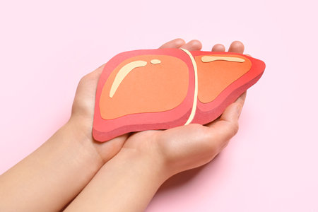 Female hands holding orange paper liver on pink backgroundの写真素材