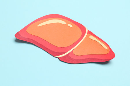 Orange paper liver on blue backgroundの写真素材