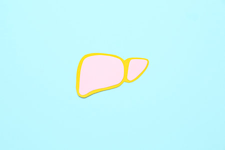 Pink paper liver on blue backgroundの写真素材