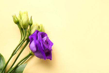 Beautiful eustoma flowers on color background, closeupの写真素材