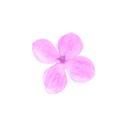 Beautiful lilac flower isolated on white backgroundの写真素材