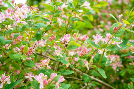 Beautiful blossoming branches with pink flowers on spring dayの写真素材