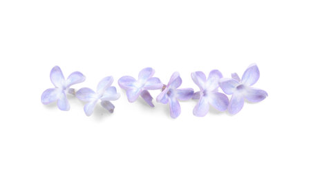 Beautiful lilac flowers isolated on white backgroundの写真素材
