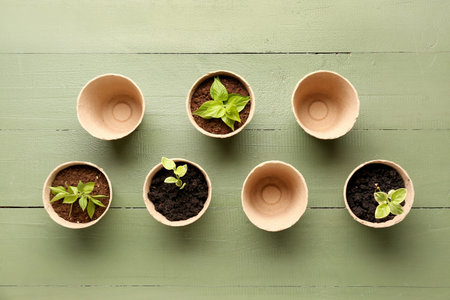 Peat pots with seedlings on green wooden background