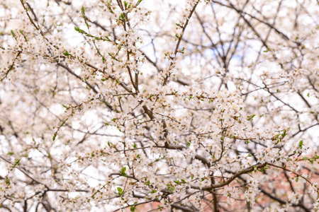 beautiful blossoming tree against sky backgroundの写真素材