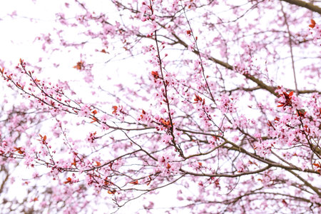 Blossoming Sakura branches against sky background, closeup