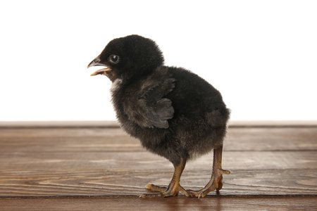 Cute little chick on wooden table against white backgroundの写真素材