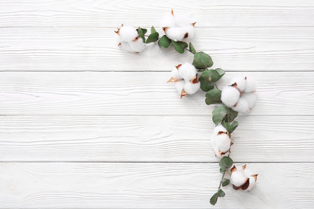 Cotton flowers and eucalyptus on white wooden backgroundの写真素材