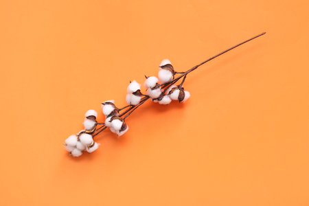 Cotton sprig on orange backgroundの写真素材
