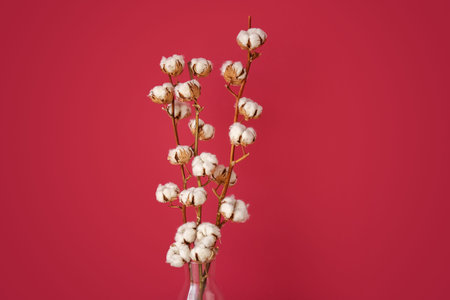 Vase of cotton sprigs on red backgroundの写真素材