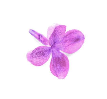 Beautiful lilac flower isolated on white backgroundの写真素材
