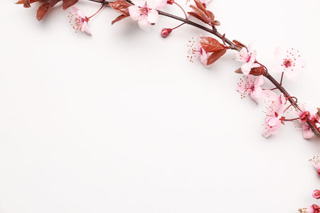 Blooming tree branch with pink flowers on white backgroundの写真素材