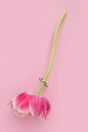 Tulip with silver ring on pink background