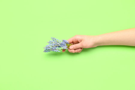 Female hand holding beautiful Muscari flowers on green backgroundの写真素材