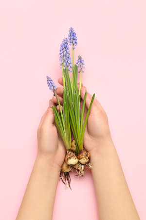 Female hands holding beautiful Muscari flowers on pink backgroundの写真素材