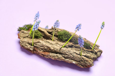 Composition with beautiful Muscari flowers and tree bark on lilac backgroundの写真素材