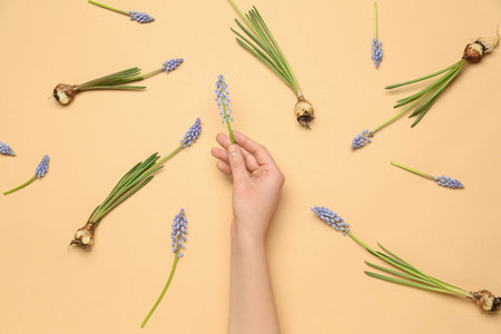 Composition with female hand holding Muscari flower on beige backgroundの写真素材