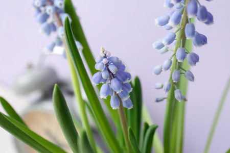 Macro view of beautiful Muscari flowers