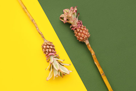 Decorative pineapples on color backgroundの写真素材