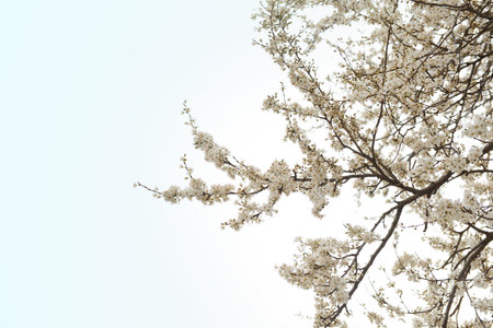 Tree branches with blooming flowers against sky background