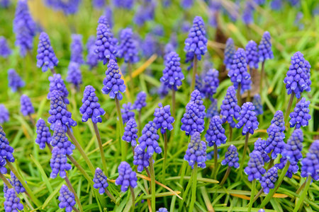 Beautiful hyacinth flowers blooming outdoors, closeupの写真素材