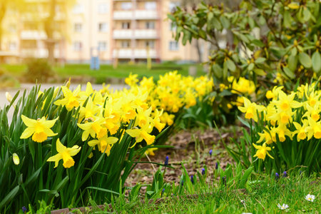 Wild daffodil flowers blooming on city street, closeupの写真素材