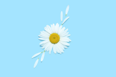 Composition with beautiful chamomile flower and petals on color backgroundの写真素材