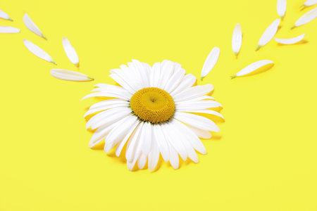 Composition with beautiful chamomile flower and petals on yellow background, closeupの写真素材