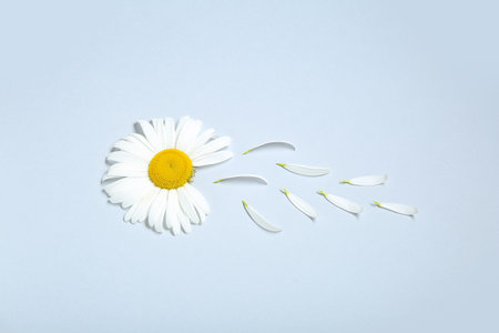 Composition with fresh chamomile flower and petals on light backgroundの写真素材