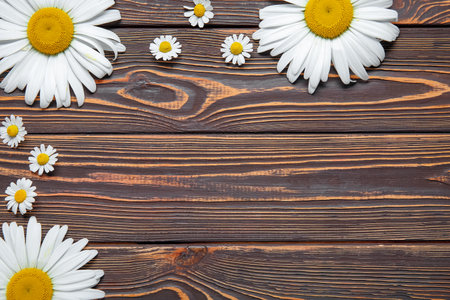 Composition with fresh chamomile flowers on wooden background, closeupの写真素材