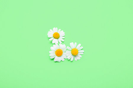 Fresh chamomile flowers on green backgroundの写真素材