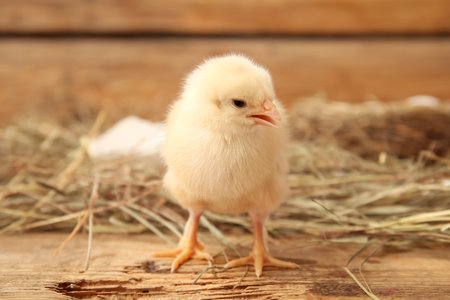 Cute little chick on wooden backgroundの写真素材
