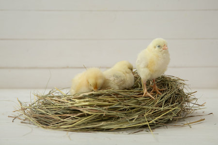 Nest with cute little chicks on white table