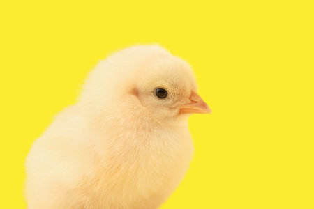 Cute little chick on yellow backgroundの写真素材