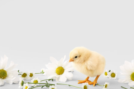 Cute little chick with chamomile flowers on gray backgroundの写真素材