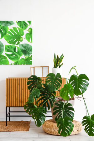 Interior of light living room with table and Monstera houseplantの写真素材
