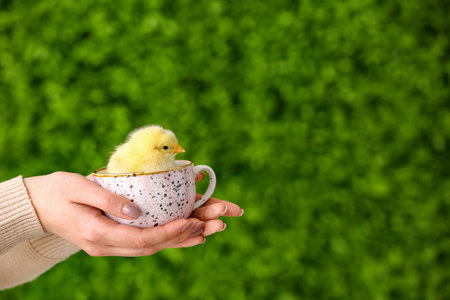 Female hands holding cup with cute yellow chick outdoorsの写真素材