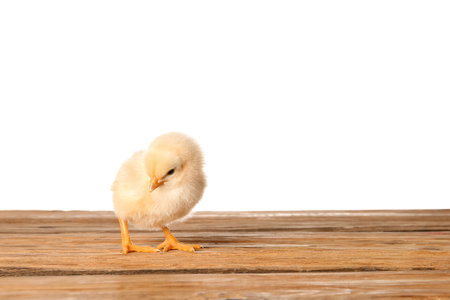 Cute little chick on wooden table against white backgroundの写真素材