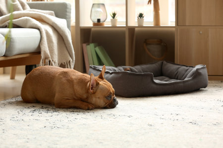 Cute French bulldog lying on carpet at homeの写真素材
