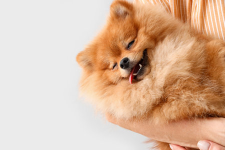 Mature woman with Pomeranian dog on light background, closeupの写真素材