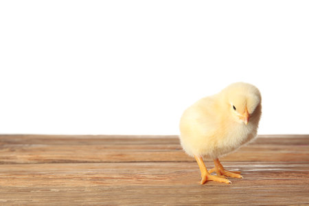 Cute little chick on wooden table against white backgroundの写真素材