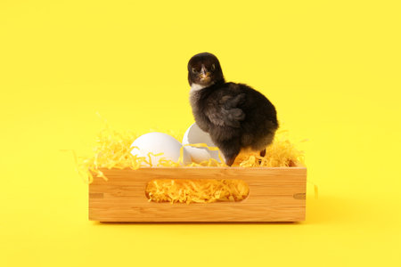 Wooden box with cute little chick and eggs on yellow backgroundの写真素材