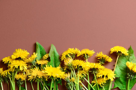 Yellow dandelion flowers and leaves on color background, closeupの写真素材